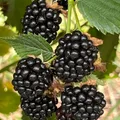 Blackberries