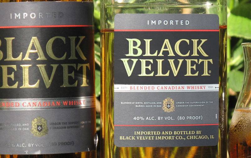 Black Velvet 3yo
