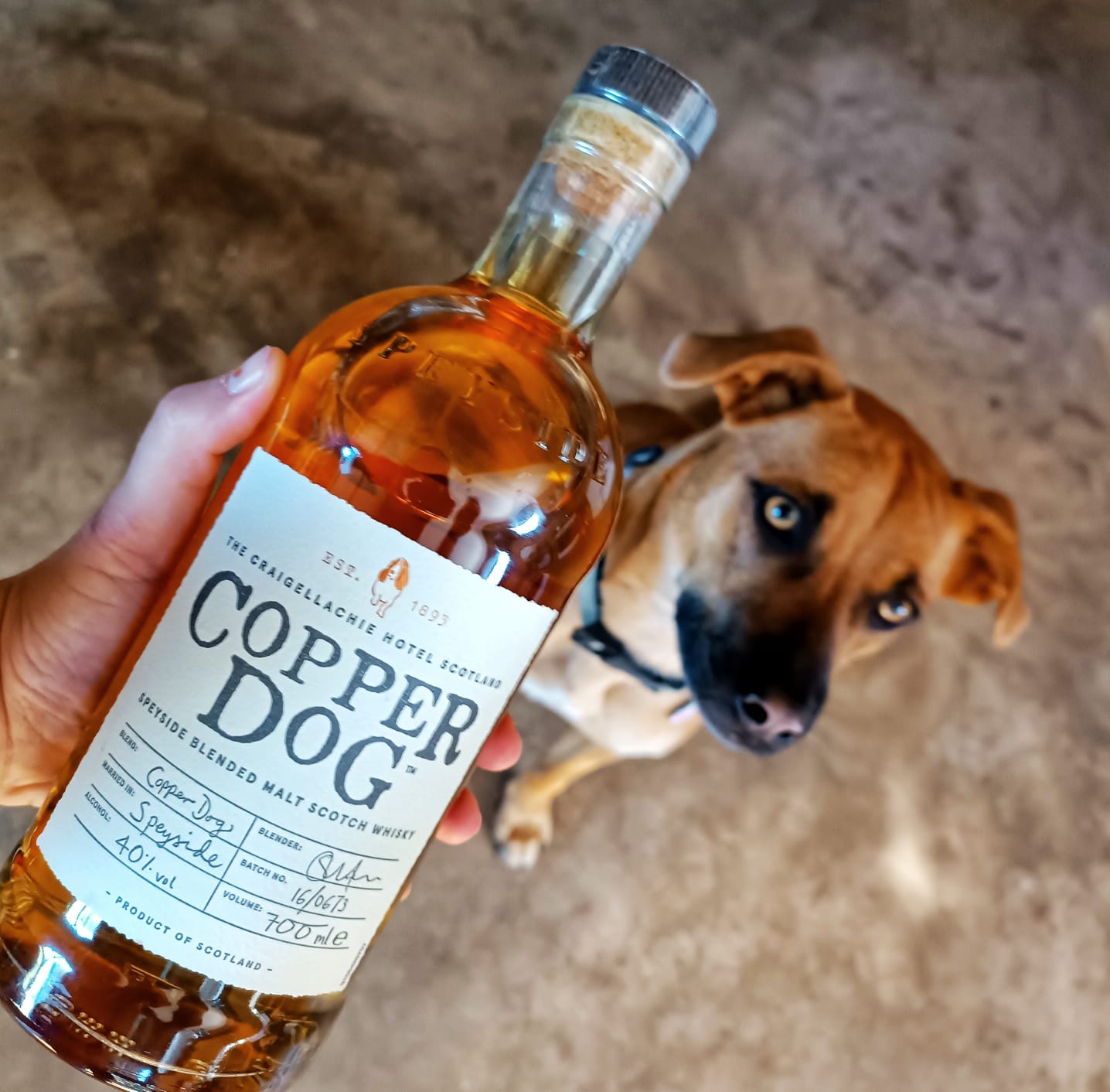 Copper Dog, 40%